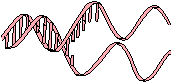 DNA.gif